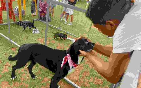 Feira de adoção do Castrapet reúne população e reforça cuidado animal em Primavera do Leste 