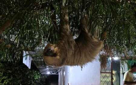 Resgates de Fauna Silvestre em Alta Floresta: Arara Incapaz de Voar e Preguiça em Área Urbana São Salvos pelo Corpo de Bombeiros