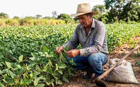 Desconto de 47% em parcelas do Pronaf para Produtores de MT